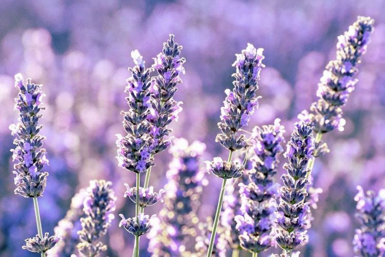 how-to-grow-lavender-1652880193